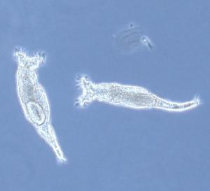 Khả năng sửa chữa gen có thể đền bù cho sex