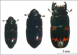 Vì sao các anh chàng nhỏ thó vẫn có bạn tình?