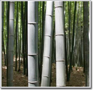 Cải thiện nguyên liệu sợi từ cây tre