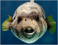 Những âm thanh bí ẩn của loài cá trong lòng đại dương