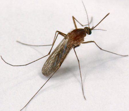 Gien đề kháng: 2 gien - 1 <i>