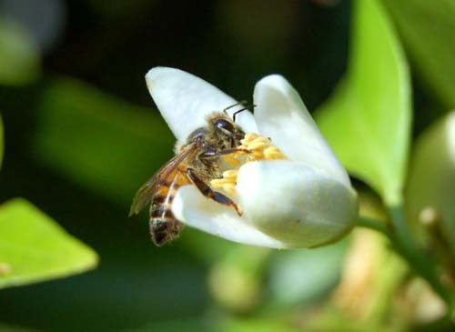 Côn trùng tiến hóa một chiến thuật hoàn toàn khác để đánh hơi