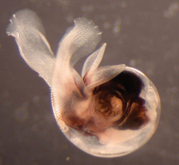 Tương lai ảm đạm của đại dương (phần 2)