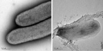 Khám phá nguồn nhiên liệu sinh học mới