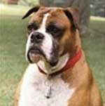 Hoàn tất giải mã bộ gen chó giúp hiểu thêm về bệnh tật ở người