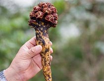 Loài hoa lạ hồi sinh sau hơn 20 năm