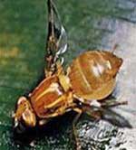 Ruồi giấm cũng có tế bào mầm như con người