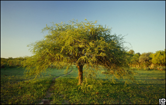 Lưu trữ DNA từ các loài cây trên thế giới