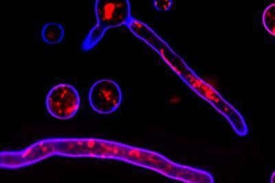 Biến đổi nấm thành nhiên liệu: hứa hẹn năng lượng xanh sạch hơn