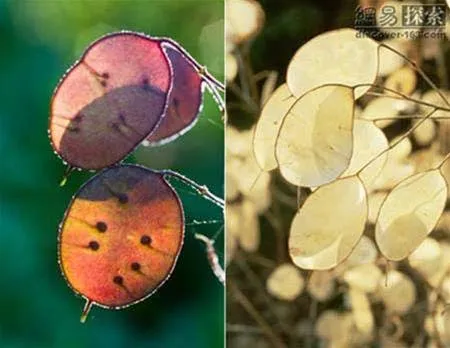 10 loài cây lạ trên thế giới