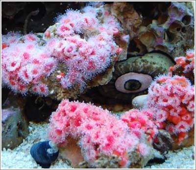 Nghiên cứu khoa học vật liệu từ sinh vật biển