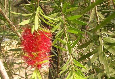 Nâng cao giá trị cây tràm