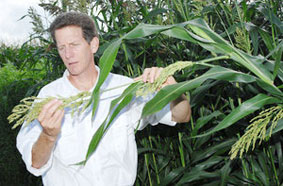 Tuyệt vời cây lúa miến ngọt!