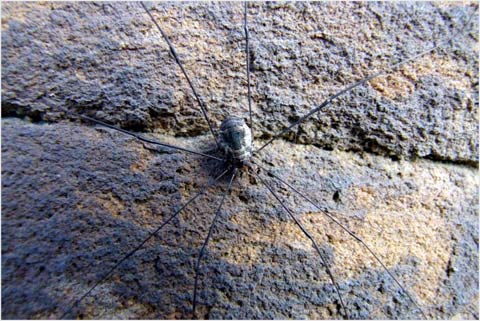 Loài nhện bí ẩn xâm lược châu Âu