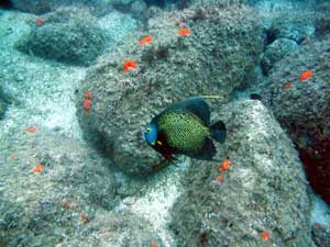 Đai dương đang chua dần