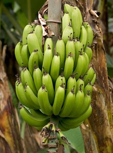 Nhân giống thành công giống chuối tiến vua