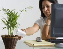 Trồng cây trong phòng giúp nhân viên thoải mái hơn