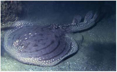 10 loài sinh vật mới tiêu biểu trên thế giới