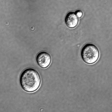 ADN là đầu mối của hoạt động sinh sản