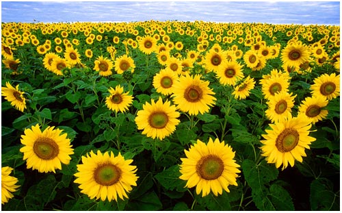 Tìm hiểu cội nguồn của cây hướng dương