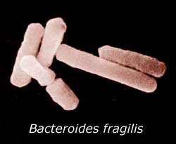 Vi khuẩn có lợi bảo vệ chúng ta như thế nào?