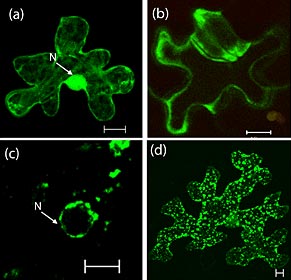 Phát hiện những enzim thực vật quan trọng