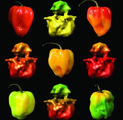 Tiết lộ cấu trúc cơ quan cảm nhận vị cay và sự đau đớn