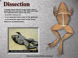 Phần mềm ảo hóa thực hành mổ động vật