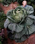 Cây bắp cải cao gần bằng đầu người