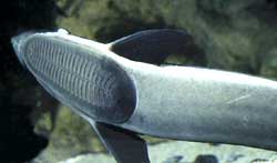 Lưỡi câu thiên nhiên