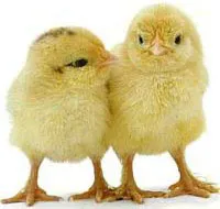 Triển vọng mới về văcxin chống cúm gia cầm
