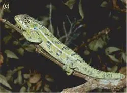 Thay đổi khí hậu đẩy nhanh quá trình tuyệt chủng ở Madagascar