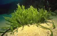 4 loài Thực vật thuỷ sinh xâm hại nguy hiểm nhất trên thế giới