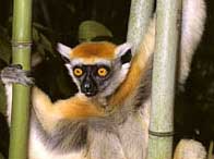 Khoanh vùng loài tuyệt chủng trên toàn cầu