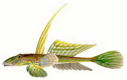 Tiểu long dưới đáy biển