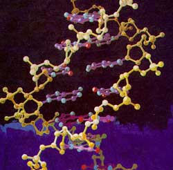 Một gen mới cho thấy sự tiến hóa của con người