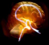 Sự tiến hóa của con người