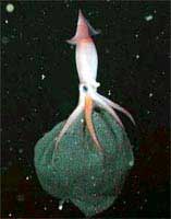 Mực cất trứng dưới cánh tay