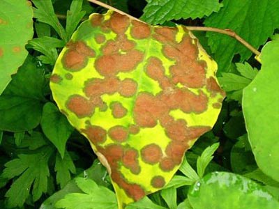 Tìm ra nấm và côn trùng để diệt cây có hại