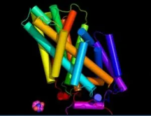 Làm cách nào Protein mở “cánh cửa” vào bên trong tế bào