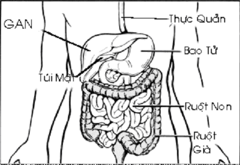 Vi khuẩn trong ruột kích thích sự hình thành tế bào miễn dịch