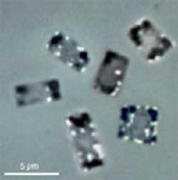 Khám phá và nuôi cấy loài vi khuẩn vuông