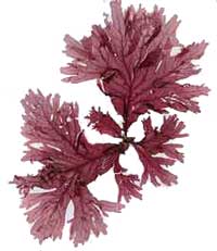 Khi tảo biển nở hoa...