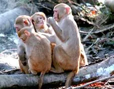 Khỉ cái cũng… “ngồi lê đôi mách”