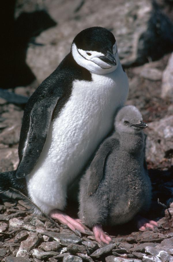 Nam Cực có nhiều loài vật hơn Galapagos