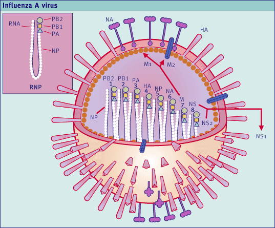 Peptit là phương pháp điều trị mới đối với virut influenza A