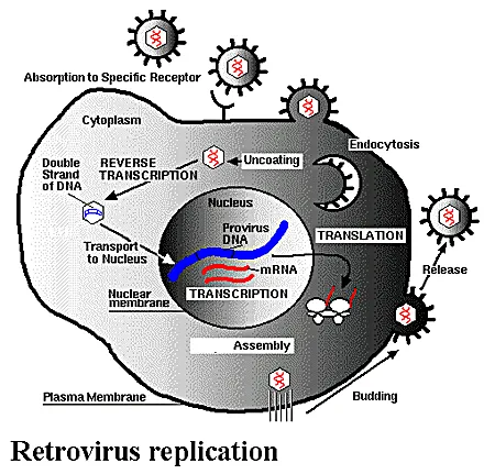 Protein phòng vệ tiêu diệt retroviruses ở linh trưởng cổ đại