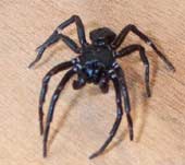 Vì sao nhện giăng tơ?