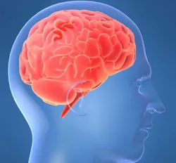 Phát hiện gen lão hóa ở não người