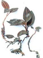 Phát hiện loài lan kim tuyến quý hiếm tại Quảng Trị